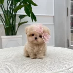 Ozel Ve Tatli Kore Toy Poodle Cocuklarim