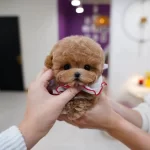 Korenin En güzel Ve Tatli Poodle Bebisleri