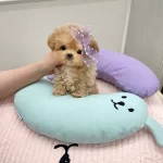 Eğitimli Korean Toy Poodle Bebişlerimiz