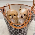 Party Clour Renk Yapılı Kore Poodle Bebeklerimiz