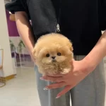 Korenin En Tatlı Akıllı Toy Poodle Bebişlerimiz