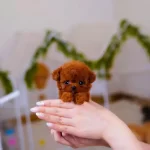 Dark Red Parmak Boy Poodle Yavrularım