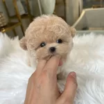 Gerçek Gülen Surat Kore Poodle Çocuklarım