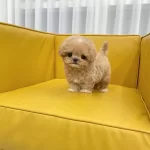 Ayı Surat Biblo Korean Toy Poodle Bebişlerimiz