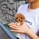 Minnacık Korean Toy Poodle Bebişlerimiz