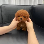 Red Brown Korean Toy Poodle Çocuklarım