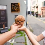 Micro Teddy Face Korean Toy Poodle Yavrularımız