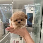 Pofuduk Özel Kore Toy Poodle Bebeklerimiz