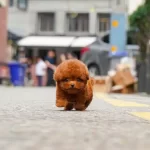 Korenin En Iyi Poodle Bebişleri