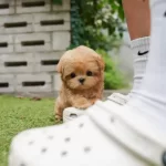 %100 Safkan Toy Poodle Bebeklerimiz