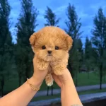 Antialerjik Kore Toy Poodle Bebişlerimiz