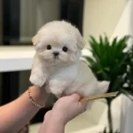 Dünyalar Tatlısı Toy Poodle Çocuklarım