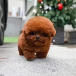 Irk Ve Sağlık Garantili Kore Toy Poodle Bebeklerimiz