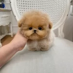 A Kalite Tatlı Ozel Korean Toy Poodle Bebişlerimiz