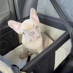 French Bulldog Yavruları