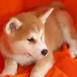 Japon Akita İnu Yavruları