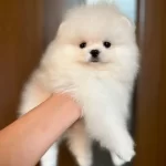 Pomeranian Boo Yavruları