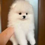 Irk Garantili Pomeranian Yavruları