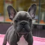 Blue French Bulldog Yavruları