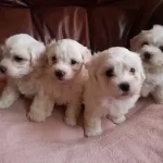 Gerçek Maltese Yavruları