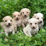 Maltipoo Dişi Ve Erkek Bebekler