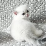 British Shorthair Yavruları