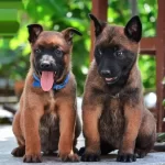 Belçika Malinois Yavruları ( Anne Ve Baba Yanından )