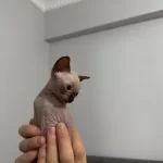 Dünya Tatlısı Sfenks Yavruları