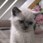 British Shorthair Yavruları