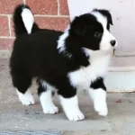 Border Collie Yavruları