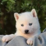 Beyaz Mavi Gözlü Husky Sibirya Yavruları