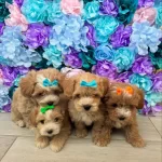 F2 Maltipoo Yavruları