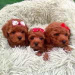 Koyu Renk Toy Poodle Yavruları