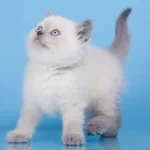 British Shorthair Yavruları