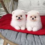 Pomeranian Boo Dişi Ve Erkek Yavrular