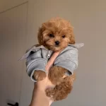 Dünya Tatlısı Maltipoo Yavruları