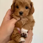 Efsane Maltipoo Yavruları