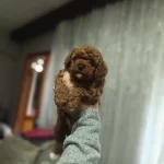 Toy Ve Kore Poodle Bebekler