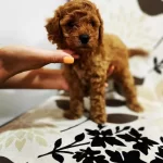 Toy Poodle Yavruları