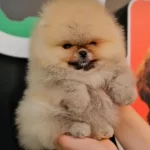 Oyuncu Ve Neşeli Pomeranian