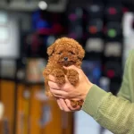 Mini Toy Poodle Yavrular