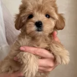 Sağlıklı Ve Bakımlı Maltipoo Yavruları