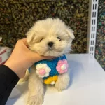 Sosyal Ve Eğitimli Maltipoo Yavrular