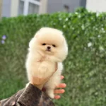 Mini Boy Sevimli Pomeranian Yavruları