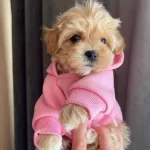 F2 Maltipoo Yavruları