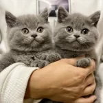 British Shorthair Yavruları
