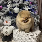 Irk Garantili Pomeranian Yavruları