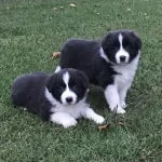 Irk Garantili Border Collie Yavruları