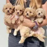 Dünya Tatlısı Maltipoo Yavruları