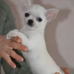 Dünya Tatlısı Chihuahua Yavruları
